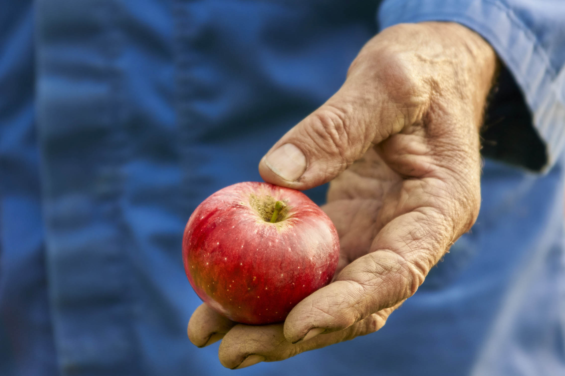 Premature apple drop Gardening at USask College of Agriculture and